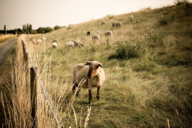 L'alba con il pastore